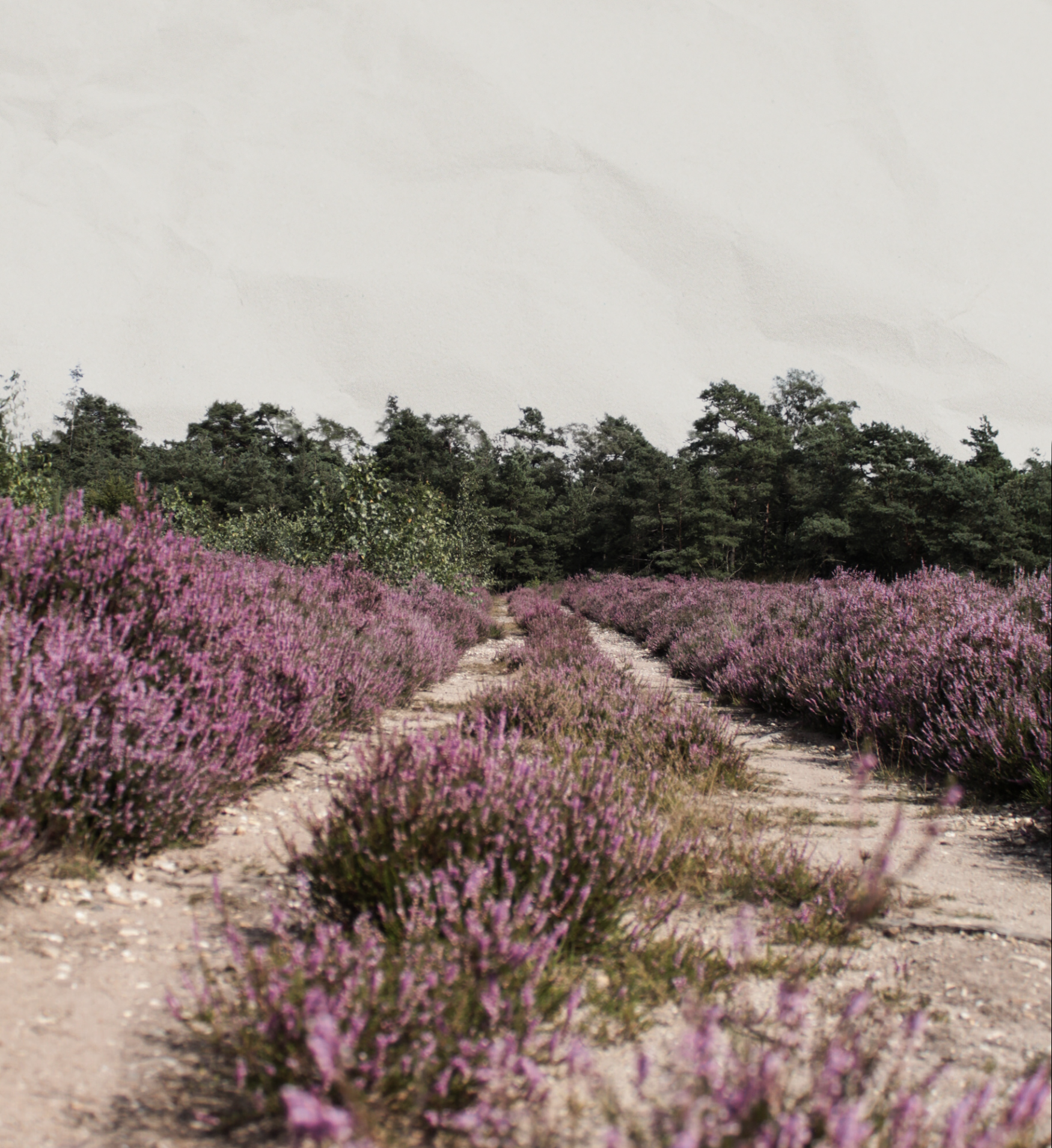 Wenn Angst nicht nur ein Gefühl ist, sondern eine Reaktion